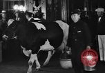 Image of Wisconsin prize cow Chicago Illinois USA, 1930, second 37 stock footage video 65675046587