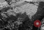 Image of Charles de Gaulle Algiers Algeria, 1958, second 11 stock footage video 65675046604