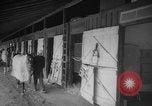 Standbild Pferd Kelso Laurel Maryland USA, 1964, aus Sekunde 3 historischem Filmmaterial Videoclip 65675046614