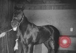 Standbild Pferd Kelso Laurel Maryland USA, 1964, aus Sekunde 8 historischem Filmmaterial Videoclip 65675046614