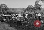 Image of Farming in Vietnam early 1960s Vietnam, 1962, second 9 stock footage video 65675046655