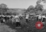 Image of Farming in Vietnam early 1960s Vietnam, 1962, second 10 stock footage video 65675046655