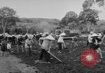 Image of Farming in Vietnam early 1960s Vietnam, 1962, second 11 stock footage video 65675046655
