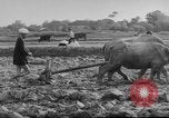 Image of Farming in Vietnam early 1960s Vietnam, 1962, second 18 stock footage video 65675046655