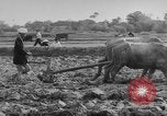 Image of Farming in Vietnam early 1960s Vietnam, 1962, second 19 stock footage video 65675046655
