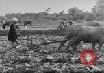 Image of Farming in Vietnam early 1960s Vietnam, 1962, second 20 stock footage video 65675046655