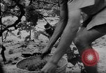 Image of Farming in Vietnam early 1960s Vietnam, 1962, second 22 stock footage video 65675046655