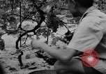 Image of Farming in Vietnam early 1960s Vietnam, 1962, second 23 stock footage video 65675046655