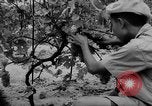 Image of Farming in Vietnam early 1960s Vietnam, 1962, second 24 stock footage video 65675046655