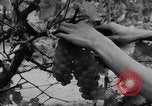 Image of Farming in Vietnam early 1960s Vietnam, 1962, second 25 stock footage video 65675046655