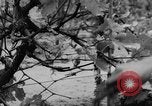 Image of Farming in Vietnam early 1960s Vietnam, 1962, second 26 stock footage video 65675046655