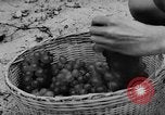 Image of Farming in Vietnam early 1960s Vietnam, 1962, second 27 stock footage video 65675046655