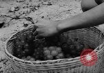 Image of Farming in Vietnam early 1960s Vietnam, 1962, second 28 stock footage video 65675046655