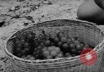 Image of Farming in Vietnam early 1960s Vietnam, 1962, second 29 stock footage video 65675046655