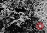 Standbild das zivile Leben Vietnam, 1962, aus Sekunde 6 historischem Filmmaterial Videoclip 65675046663