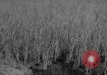 Image of Vietnamese soldiers Vietnam, 1962, second 58 stock footage video 65675046664