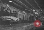 Standbild Brand bei Fleisch Anlage Chicago Illinois USA, 1937, aus Sekunde 39 historischem Filmmaterial Videoclip 65675046691