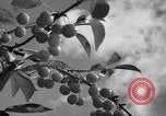 Immagine di Sagra delle ciliegie Traverse City Michigan USA, 1939, secondo 7 filmato di repertorio 65675046712