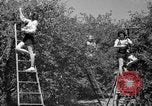 Immagine di Sagra delle ciliegie Traverse City Michigan USA, 1939, secondo 9 filmato di repertorio 65675046712