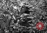 Immagine di Sagra delle ciliegie Traverse City Michigan USA, 1939, secondo 10 filmato di repertorio 65675046712
