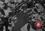 Immagine di Sagra delle ciliegie Traverse City Michigan USA, 1939, secondo 13 filmato di repertorio 65675046712