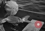 Immagine di Bandiera dell'Inghilterra Omemee Canada, 1939, secondo 21 filmato di repertorio 65675046713