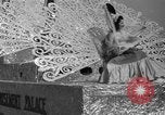 Image of Miss America Atlantic City New Jersey USA, 1940, second 12 stock footage video 65675046722
