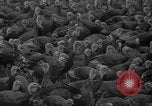 Standbild Türkei Federn Harrisonburg Virginia USA, 1940, aus Sekunde 6 historischem Filmmaterial Videoclip 65675046724