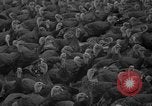 Standbild Türkei Federn Harrisonburg Virginia USA, 1940, aus Sekunde 7 historischem Filmmaterial Videoclip 65675046724