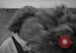Standbild Türkei Federn Harrisonburg Virginia USA, 1940, aus Sekunde 21 historischem Filmmaterial Videoclip 65675046724
