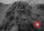 Standbild Türkei Federn Harrisonburg Virginia USA, 1940, aus Sekunde 28 historischem Filmmaterial Videoclip 65675046724