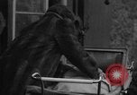 Image of Wife of Victoria Cross recipient World War 2 United Kingdom, 1940, second 14 stock footage video 65675046738