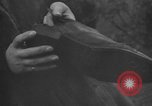 Image of Wife of Victoria Cross recipient World War 2 United Kingdom, 1940, second 43 stock footage video 65675046738
