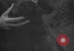 Image of Wife of Victoria Cross recipient World War 2 United Kingdom, 1940, second 44 stock footage video 65675046738