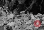 Standbild De Soto Festival Florida United States USA, 1960, aus Sekunde 41 historischem Filmmaterial Videoclip 65675046757