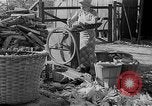 Image of corn sheller United States USA, 1945, second 3 stock footage video 65675046824