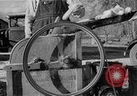 Image of corn sheller United States USA, 1945, second 43 stock footage video 65675046824