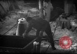 Standbild Wiegen von Fischen Gloucester Massachusetts USA, 1935, aus Sekunde 43 historischem Filmmaterial Videoclip 65675046871