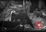 Standbild Wiegen von Fischen Gloucester Massachusetts USA, 1935, aus Sekunde 44 historischem Filmmaterial Videoclip 65675046871