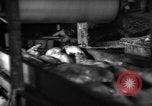 Image of fish being packed Boston Massachusetts USA, 1935, second 56 stock footage video 65675046874