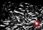 Immagine di La pesca Massachusetts USA, 1935, secondo 1 filmato di repertorio 65675046880