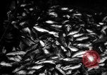 Immagine di La pesca Massachusetts USA, 1935, secondo 3 filmato di repertorio 65675046880