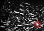 Immagine di La pesca Massachusetts USA, 1935, secondo 4 filmato di repertorio 65675046880