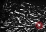 Immagine di La pesca Massachusetts USA, 1935, secondo 5 filmato di repertorio 65675046880