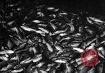 Immagine di La pesca Massachusetts USA, 1935, secondo 7 filmato di repertorio 65675046880