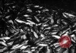 Immagine di La pesca Massachusetts USA, 1935, secondo 11 filmato di repertorio 65675046880