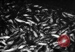 Immagine di La pesca Massachusetts USA, 1935, secondo 13 filmato di repertorio 65675046880