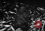 Immagine di La pesca Massachusetts USA, 1935, secondo 15 filmato di repertorio 65675046880