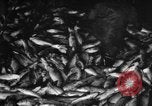 Immagine di La pesca Massachusetts USA, 1935, secondo 20 filmato di repertorio 65675046880