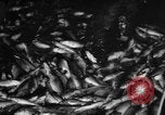 Immagine di La pesca Massachusetts USA, 1935, secondo 22 filmato di repertorio 65675046880